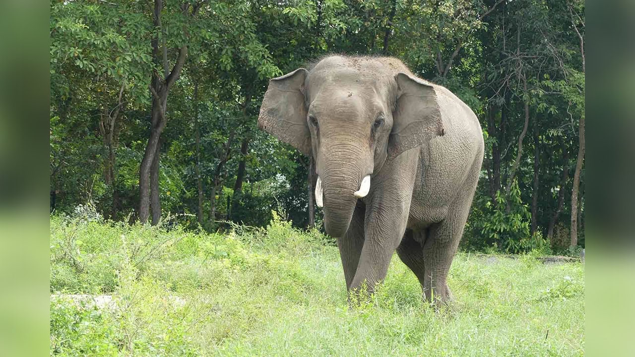 Beloved Elephant 'Sakor' Dies After Brief Illness at Phnom Tamao Rescue Center