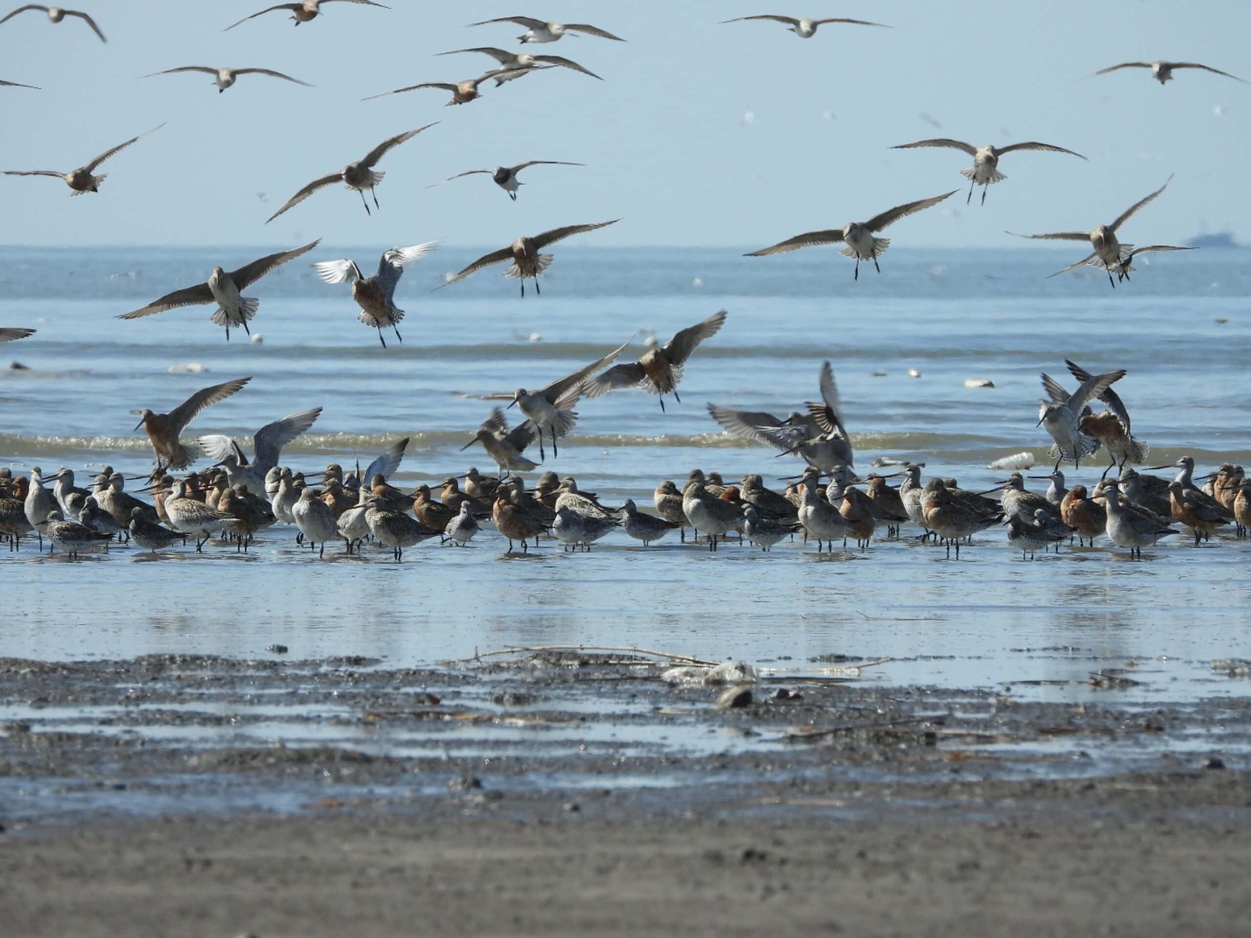 How Migratory Birds Point the Way Toward Stronger Economies and Ecosystems